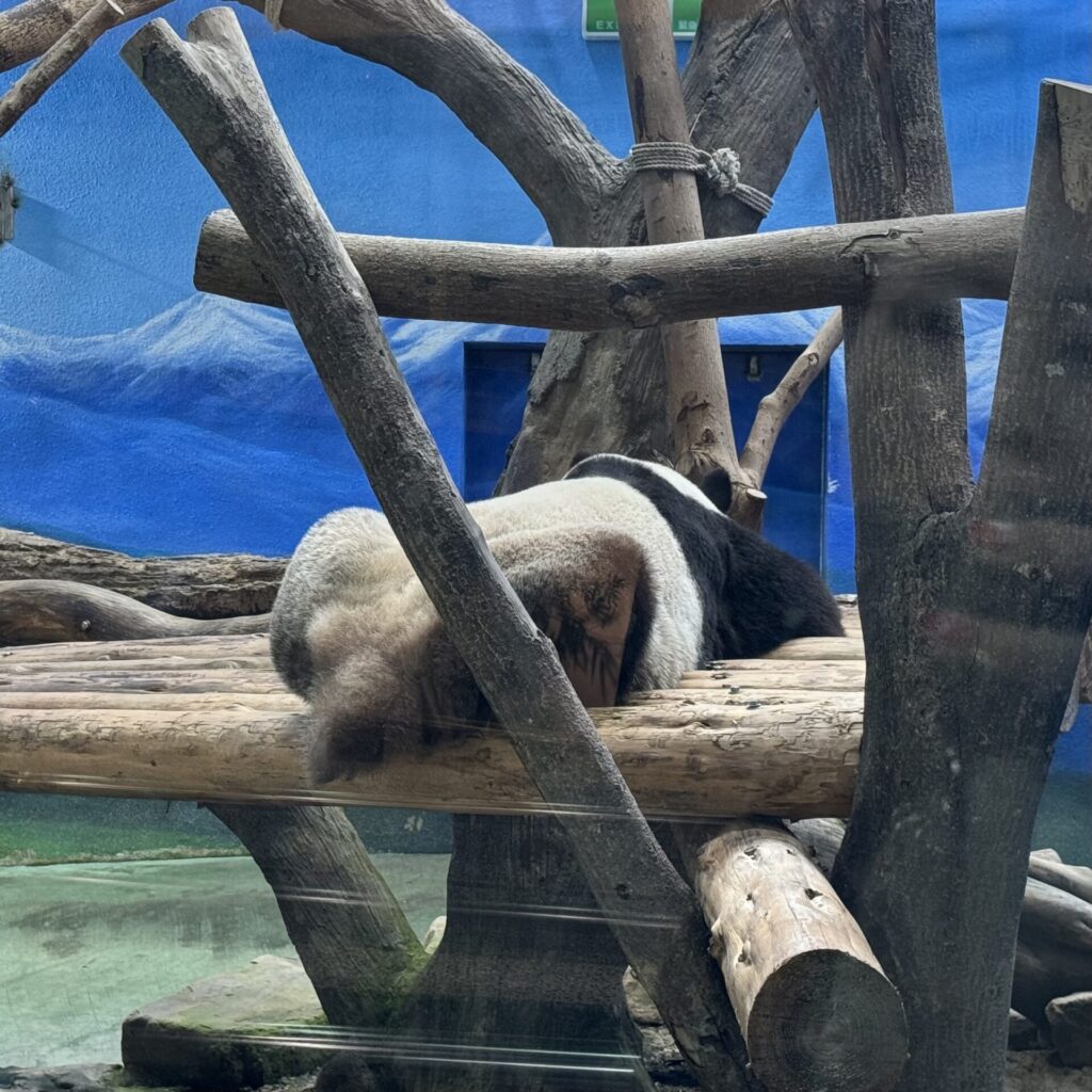 台湾市立動物園 パンダ
