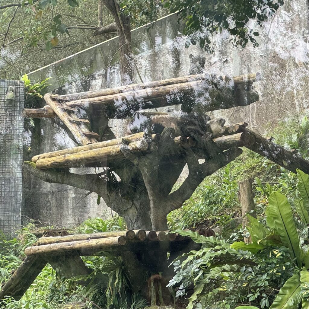 台湾市立動物園 パンダ