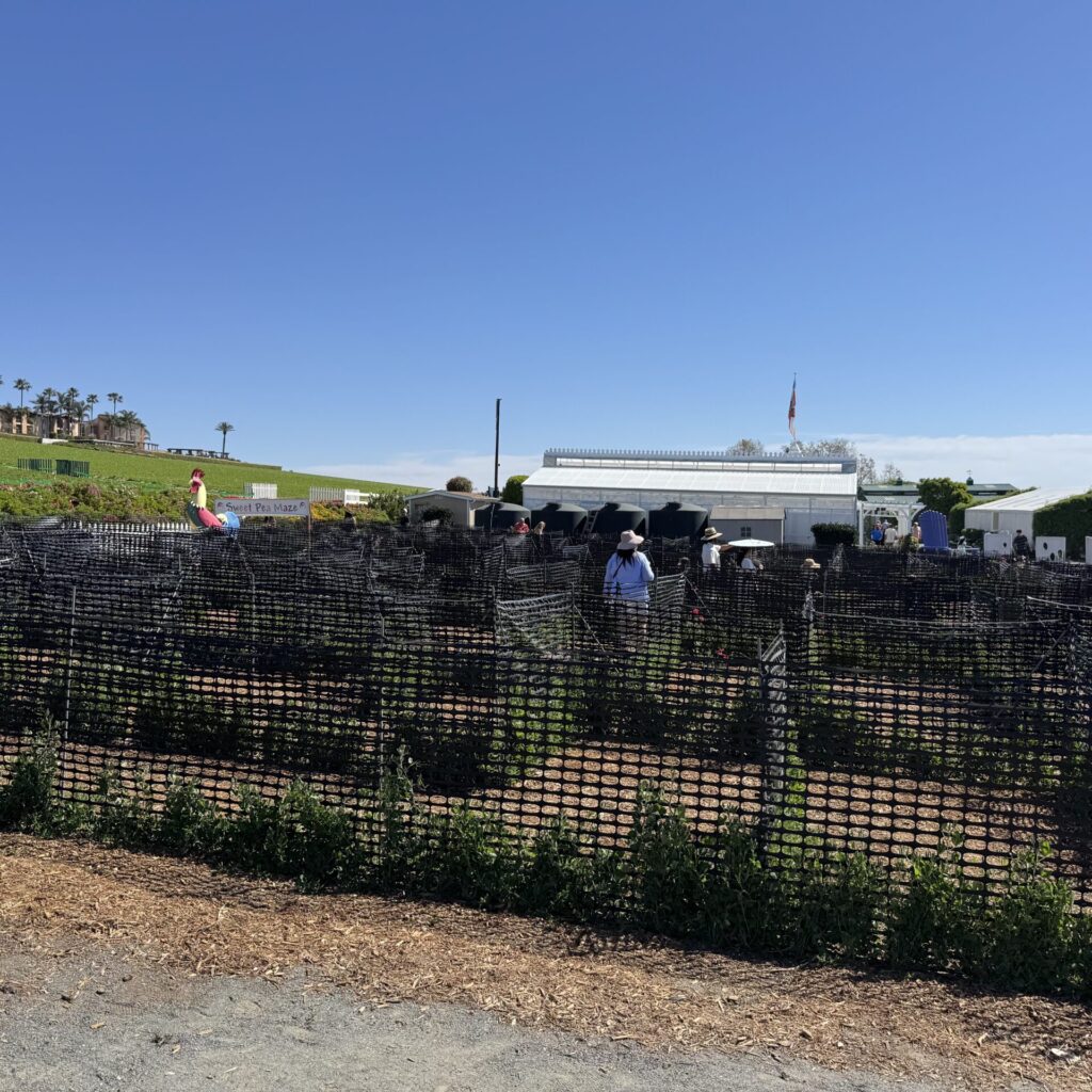 スイートピー迷路