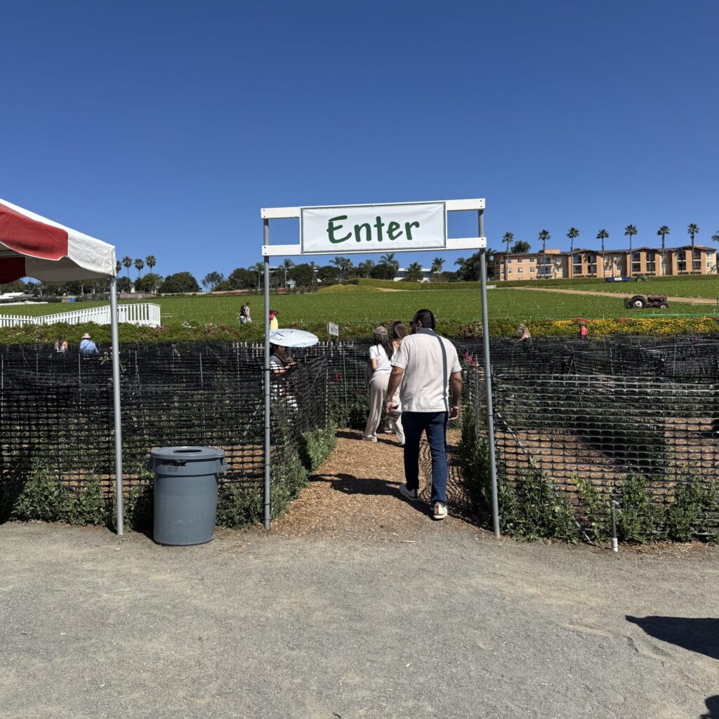 スイートピー迷路